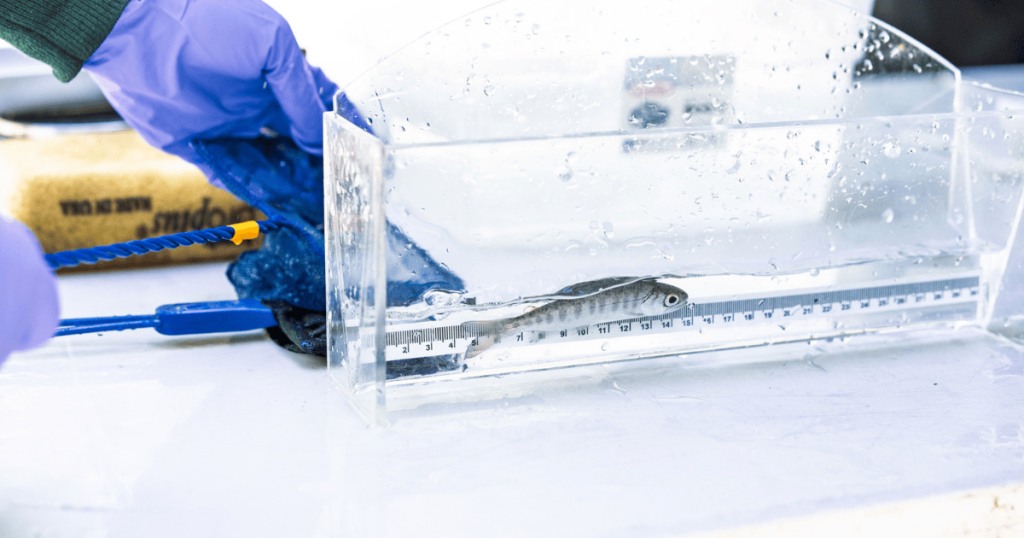 CalTrout Launches New Statewide Science Program