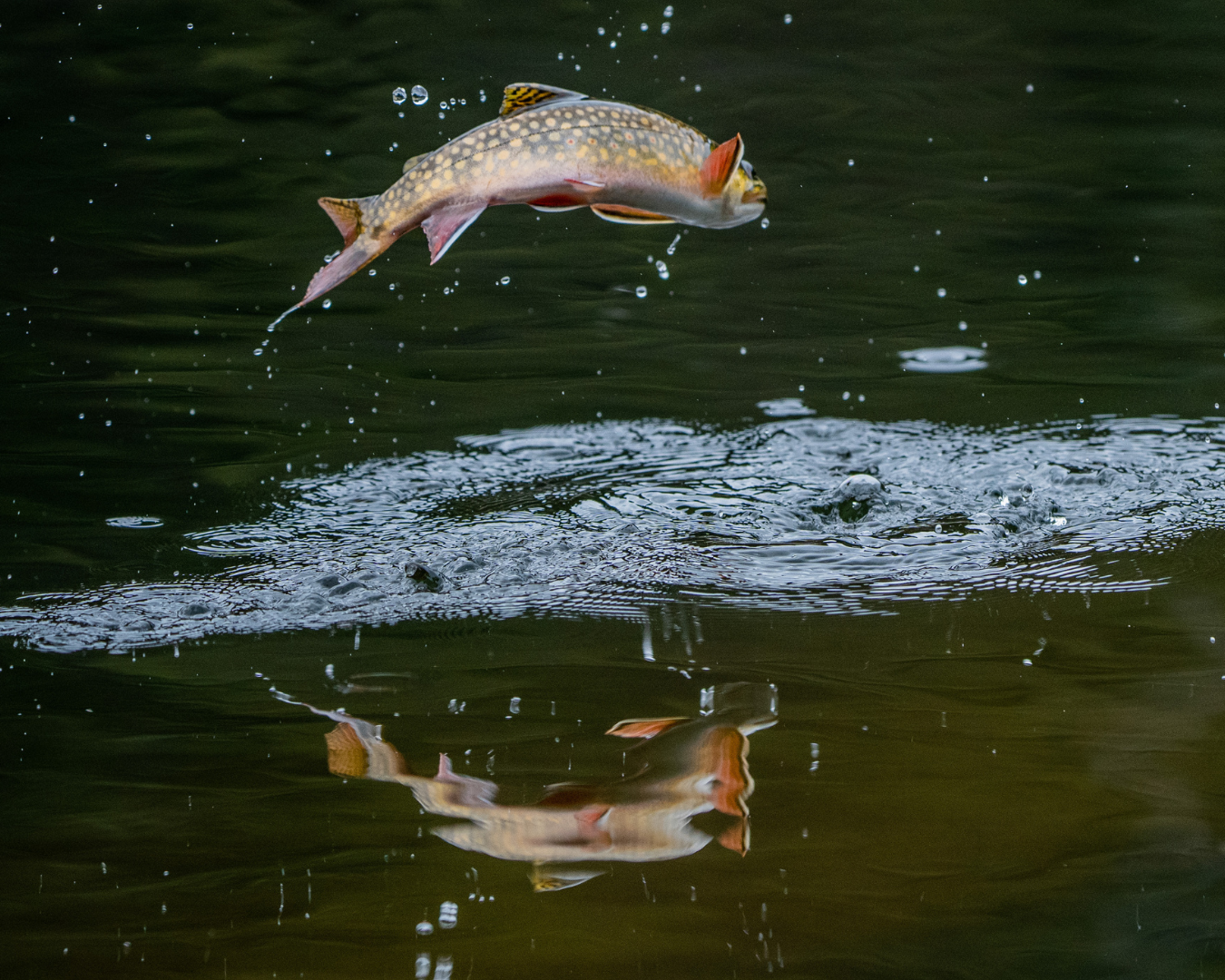 Rectangle Photo Blog Post (10)