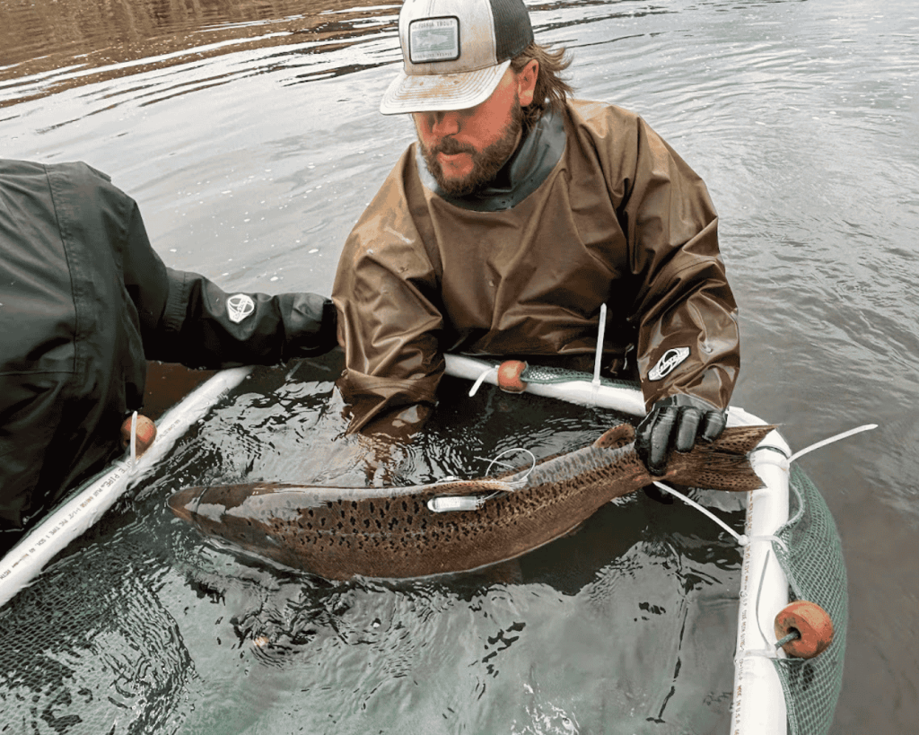 One Year After Klamath Dam Removal, Salmon Surge into Newly Opened Habitat: CalTrout and Partners Track Recovery Through Comprehensive Monitoring