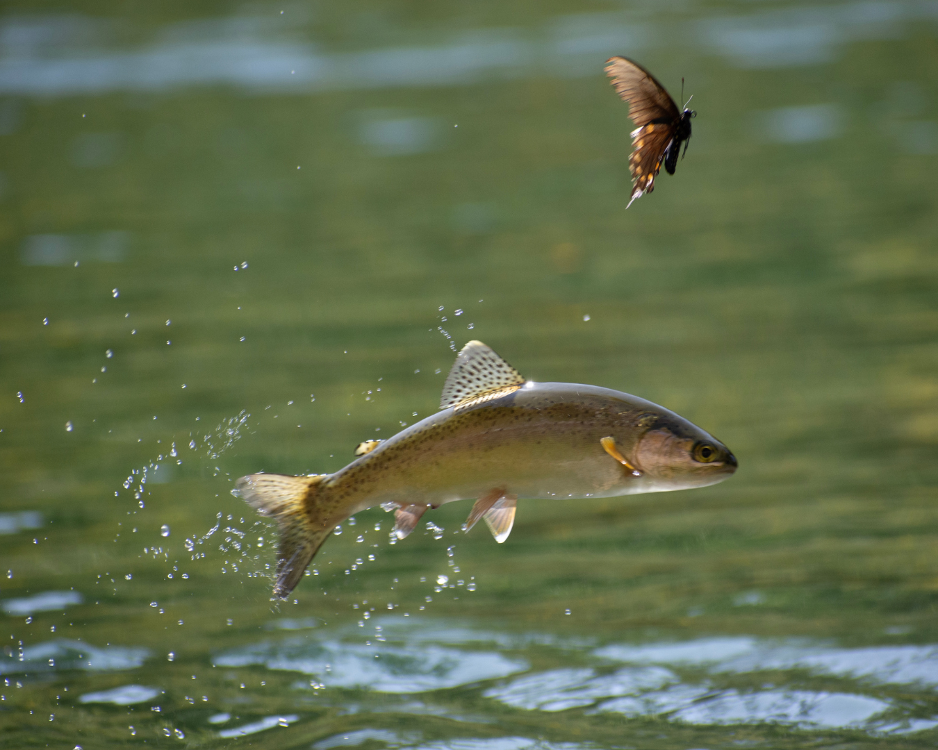 Rectangle Photo Blog Post (1080 x 1350 px) (1350 x 1080 px) (3)