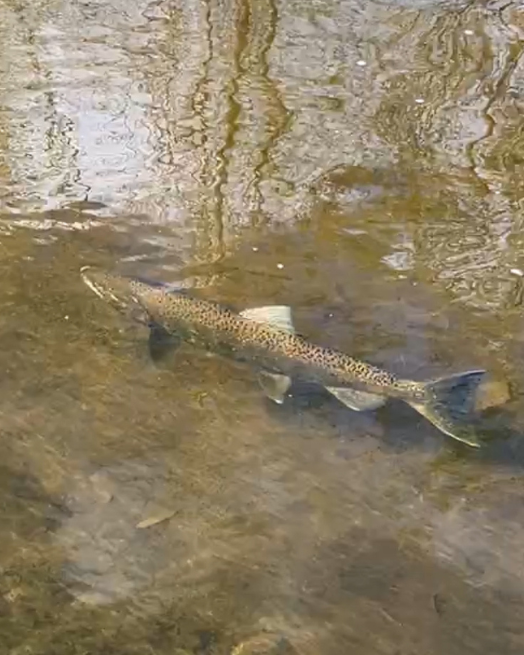 Rectangle Photo Blog Post (1080 x 1350 px) (3)