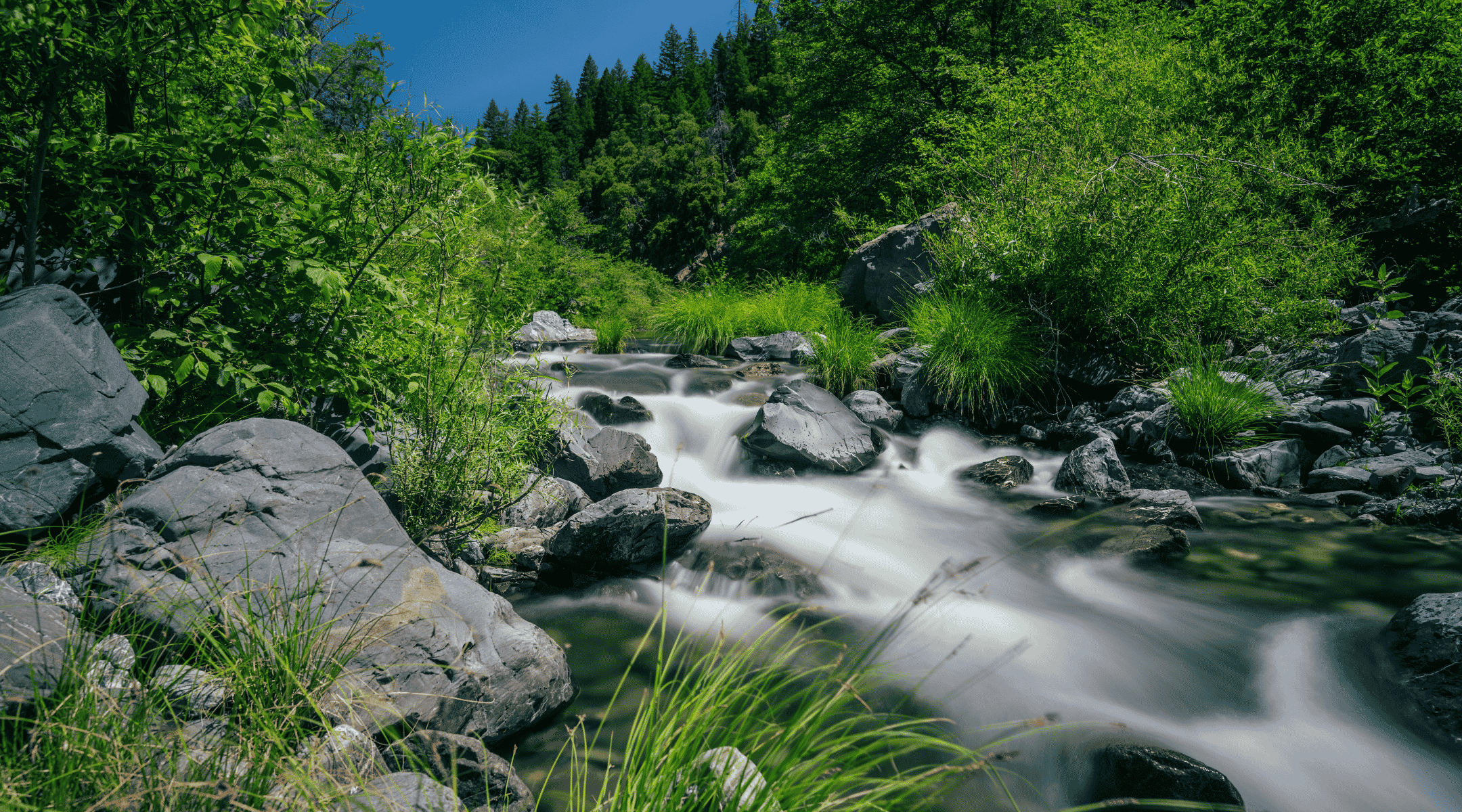 Rushing river flows through greenery