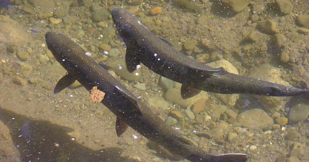 Fighting for Southern Steelhead: Science, the Law, and What’s at Stake