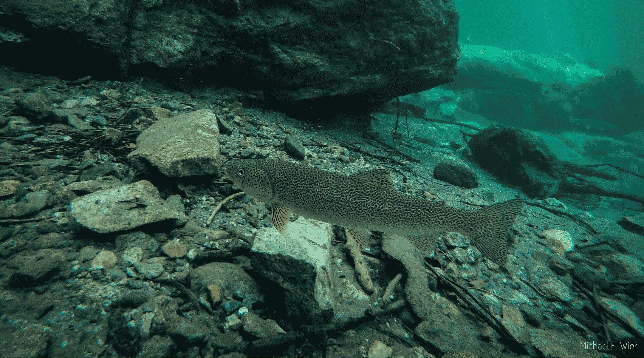 A trout in a rocky blue body of water, from underwater