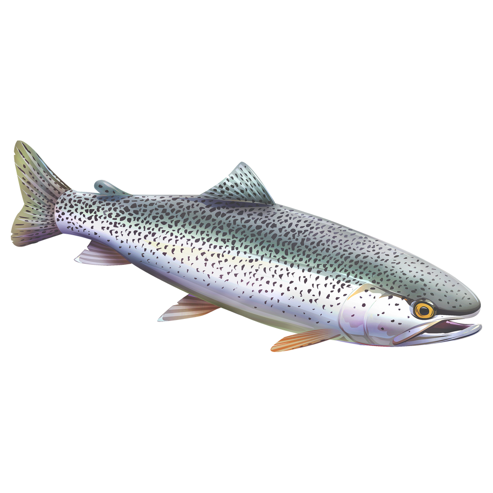 Coastal Cutthroat Trout