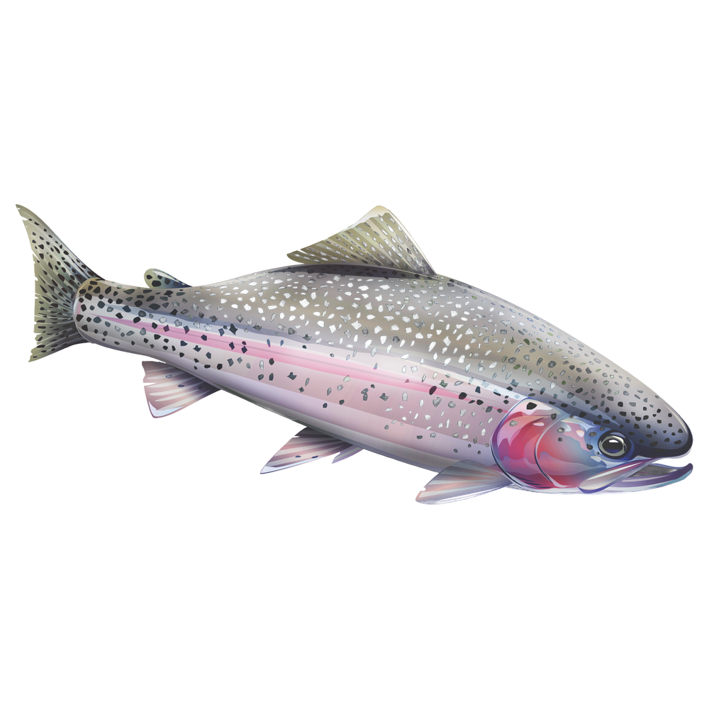Eagle Lake Rainbow Trout
