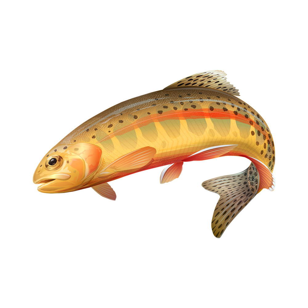 California Golden Trout