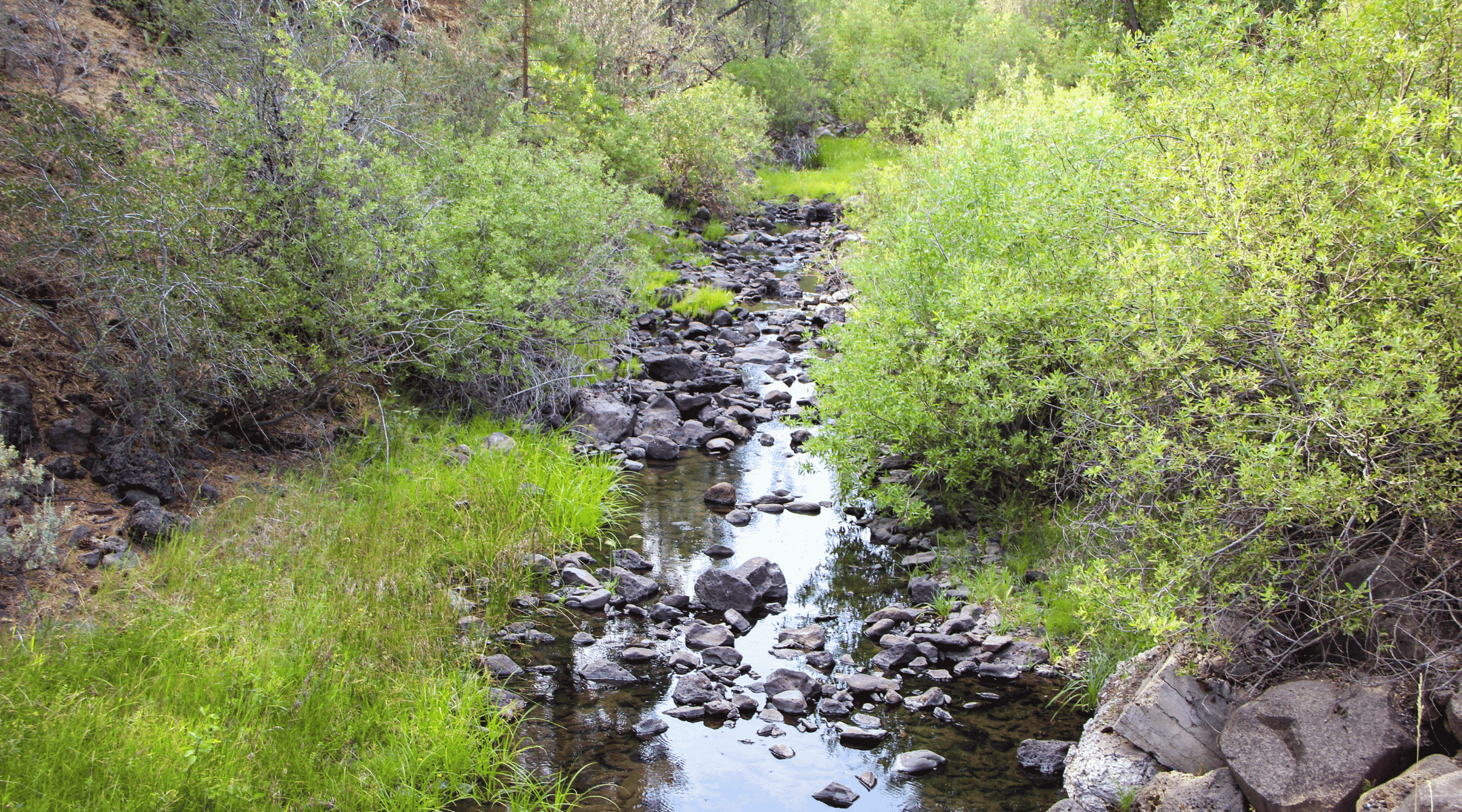 A bush-lined stream with rocks in it