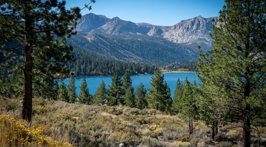 June Mountain Forest Health Project