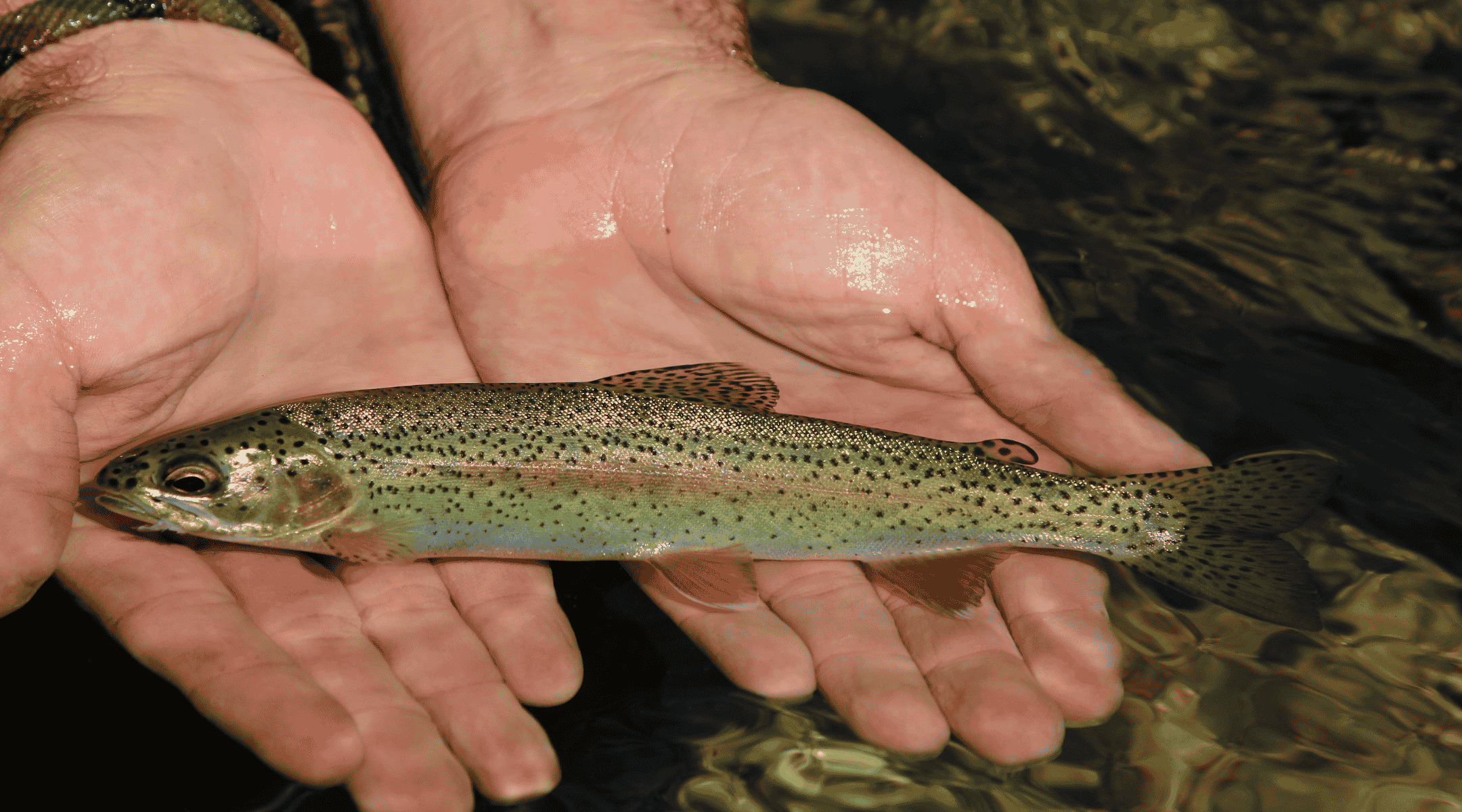 Hands holding a small trout fish