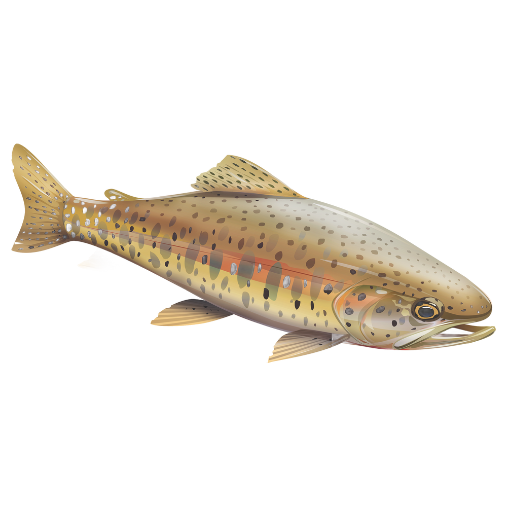 Lahontan Cutthroat Trout