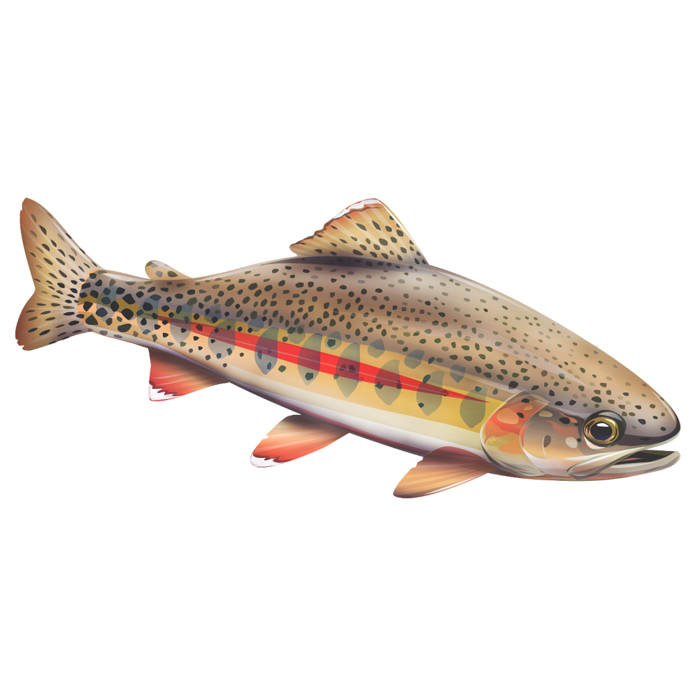 Little Kern Golden Trout