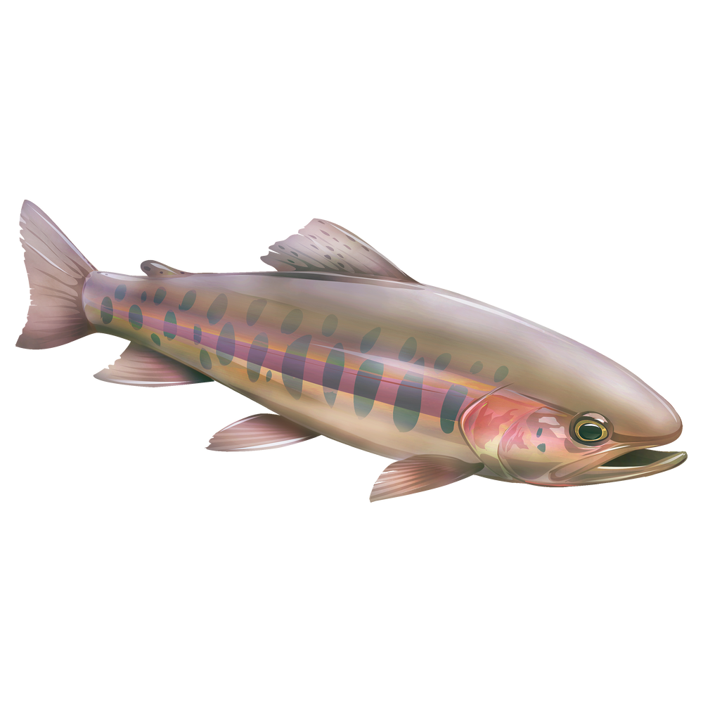 Paiute Cutthroat Trout