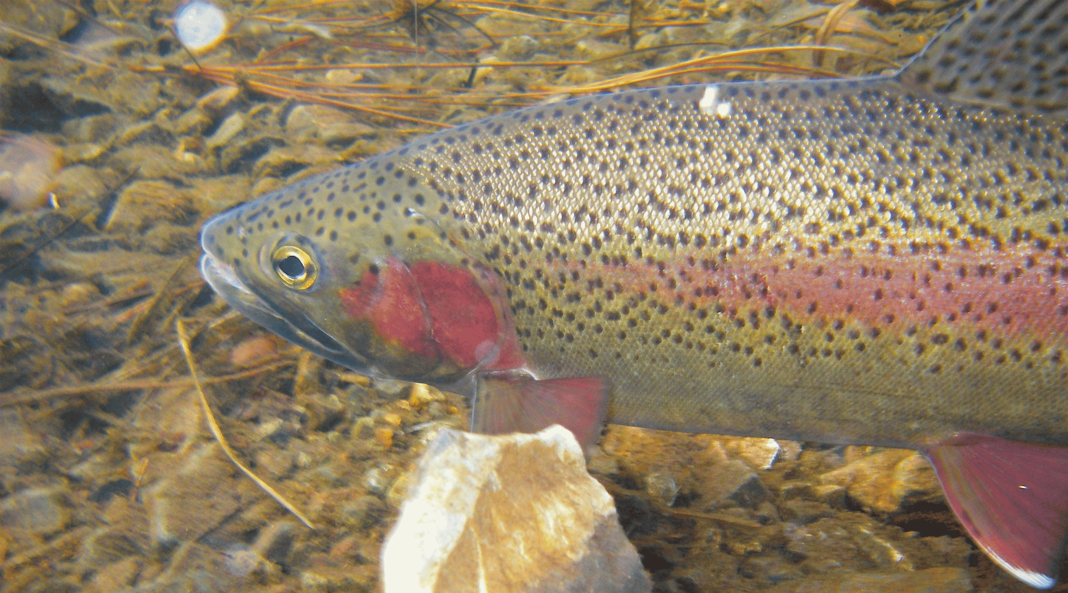 Close-up of a rainbow spotted trout underwater