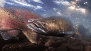 Fish swim dramatically through a river