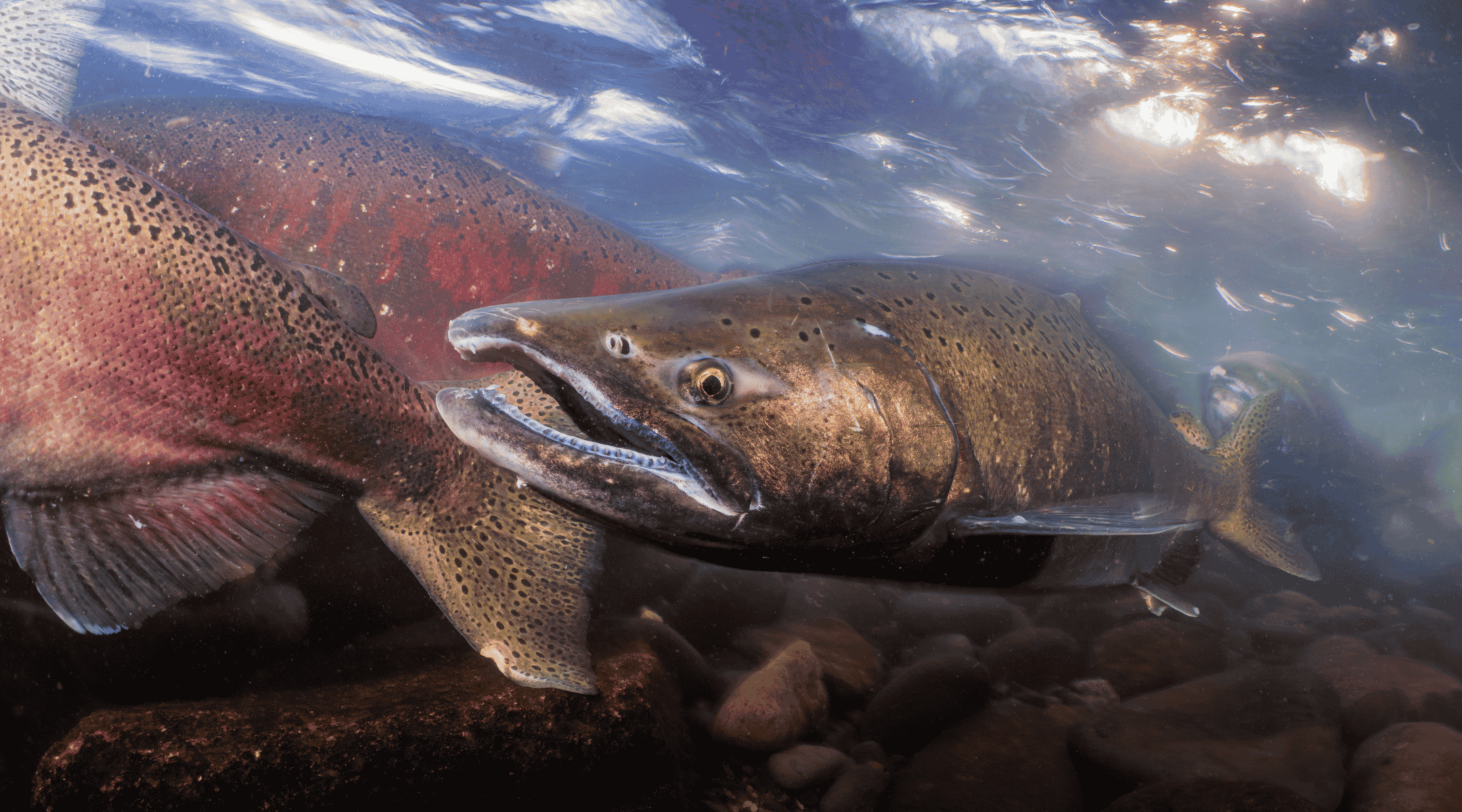 Fish swim dramatically through a river