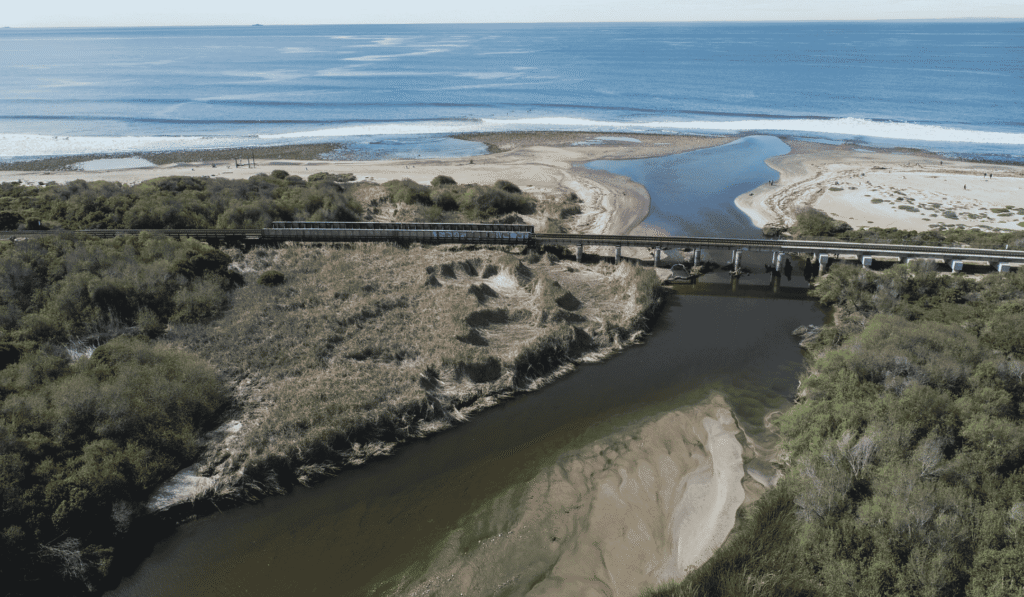 San Mateo Creek Non-Native Removal