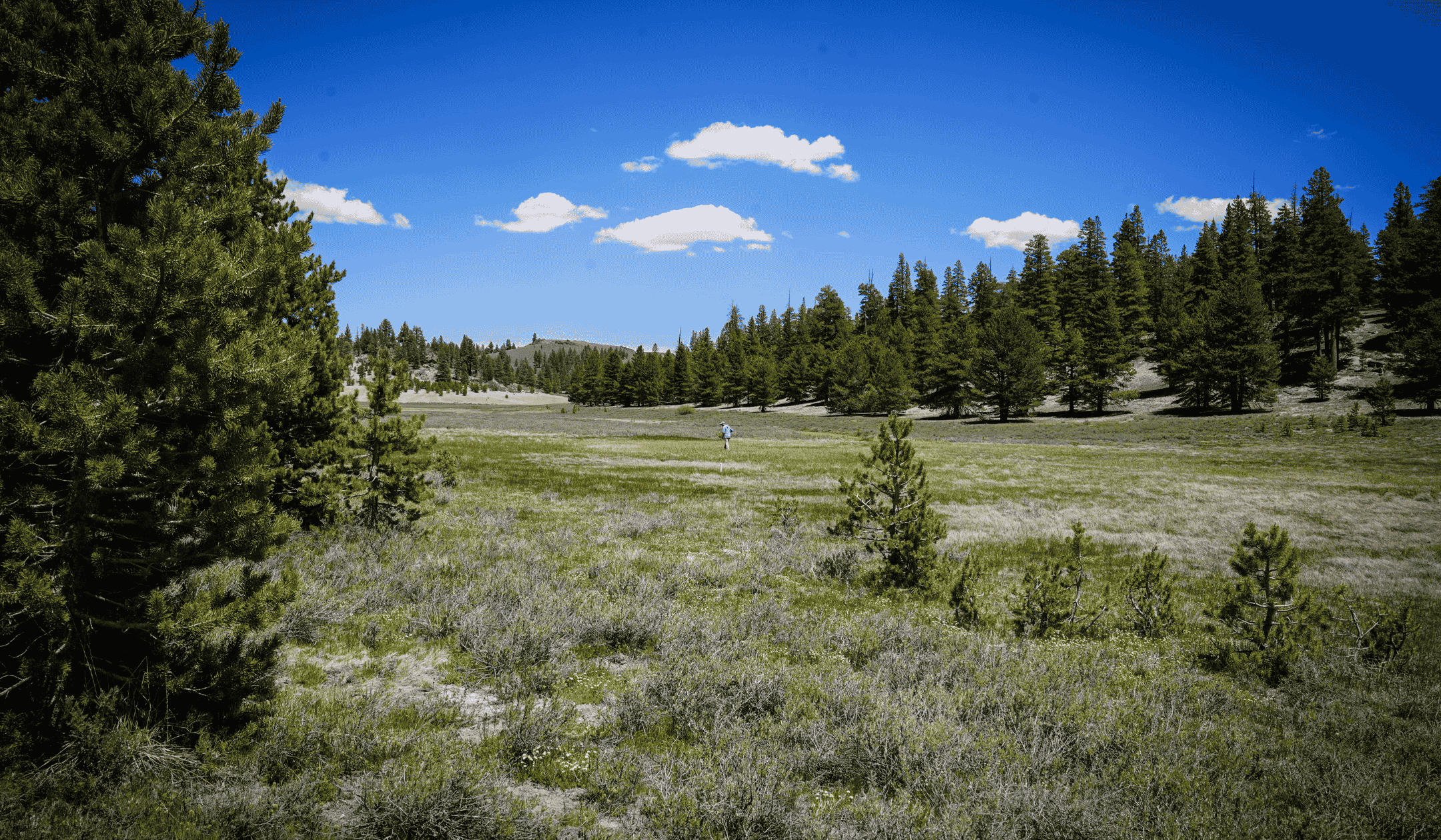 Prioritizing and Restoring Sierra Meadows