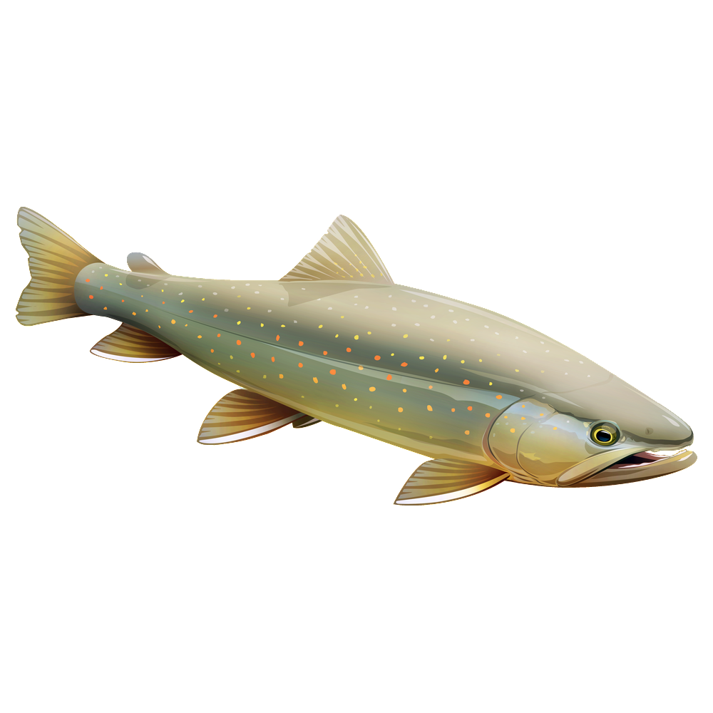 Bull Trout