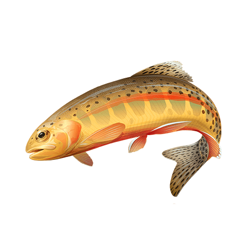California Golden Trout