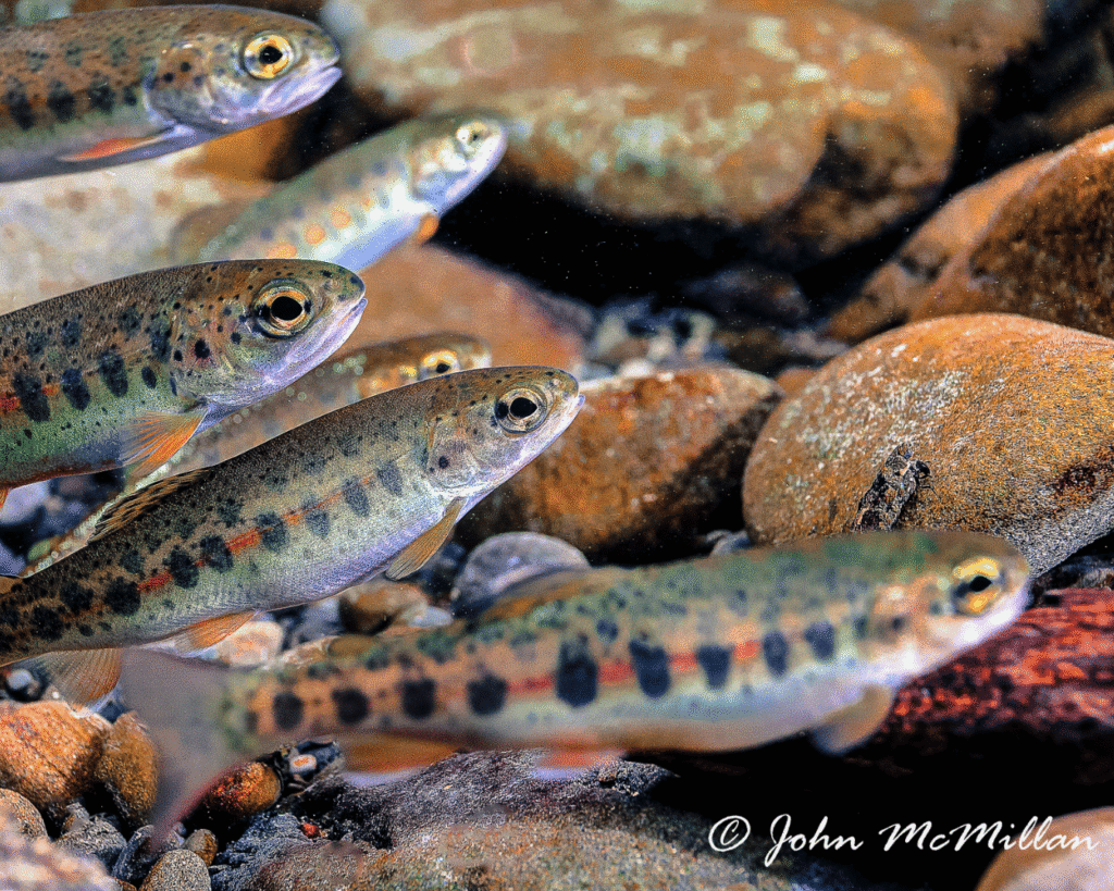 Several steelhead trout swimming among rocks in a clear river