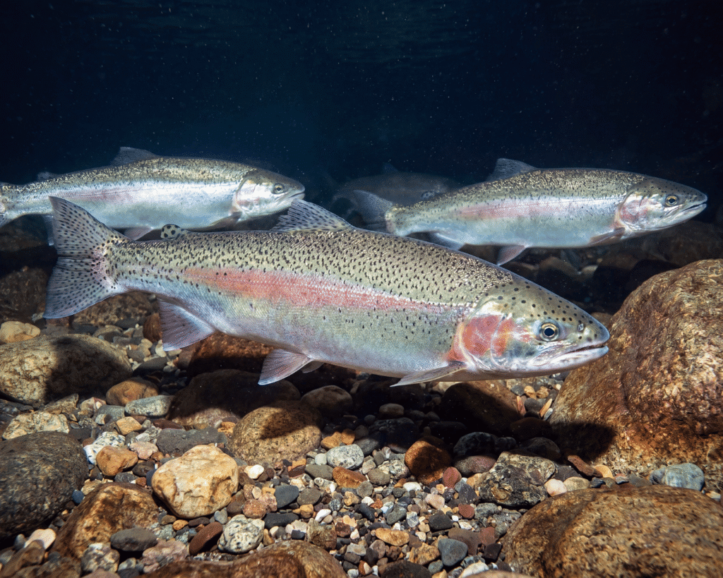 Three steelhead swim over a rocky riverbed