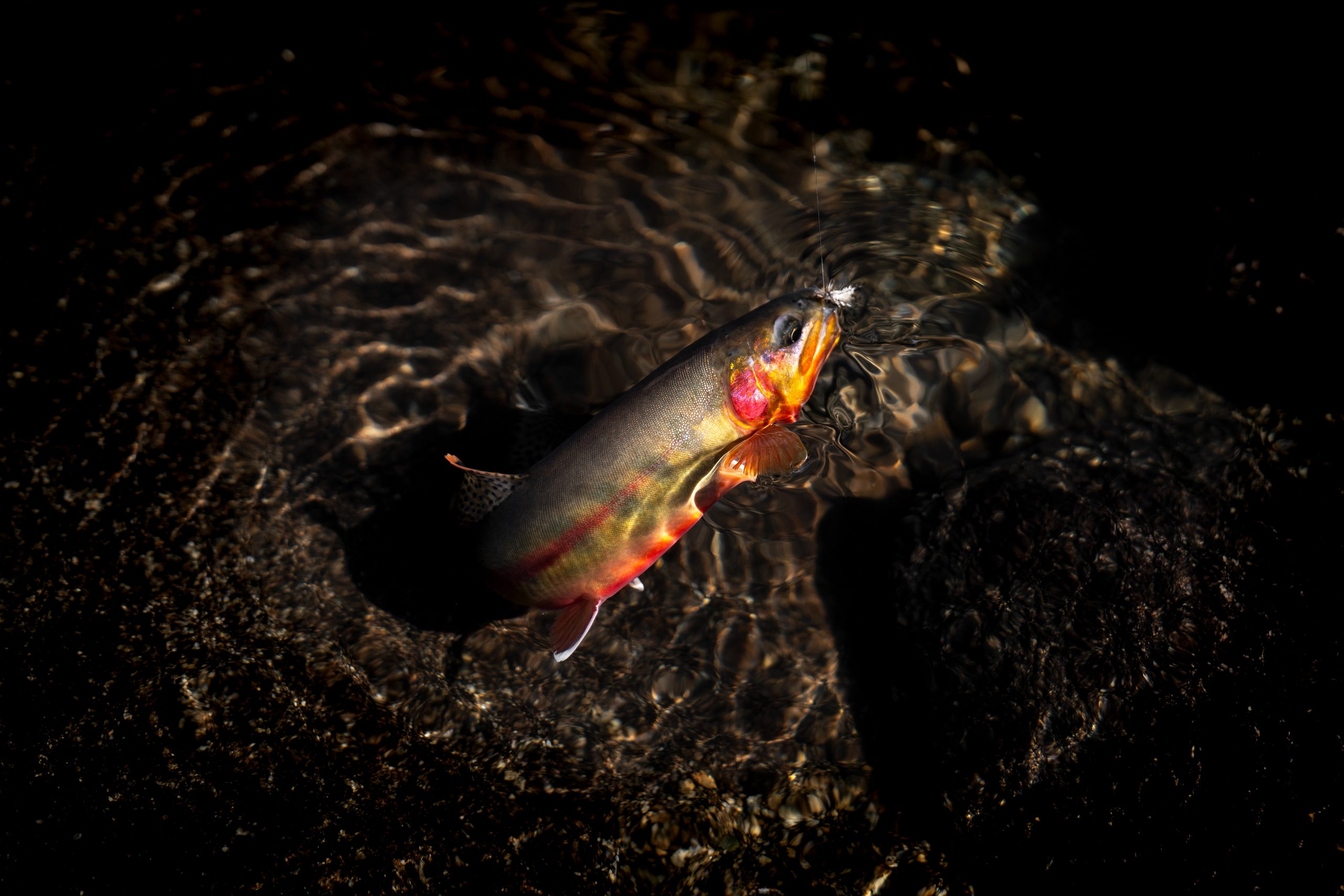 A golden trout on a fly in a dark body of water