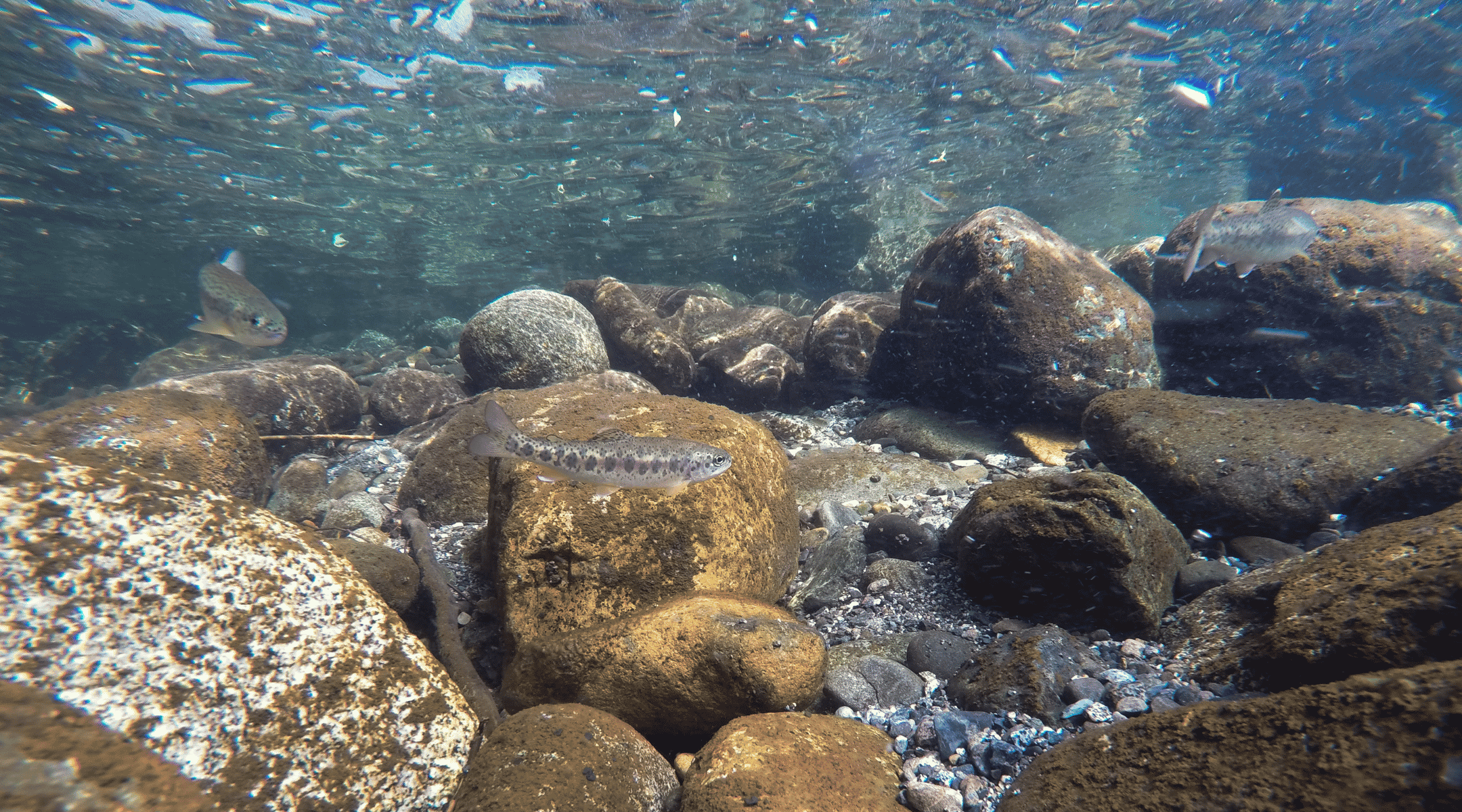 A small fish in a big pool of water with rocks