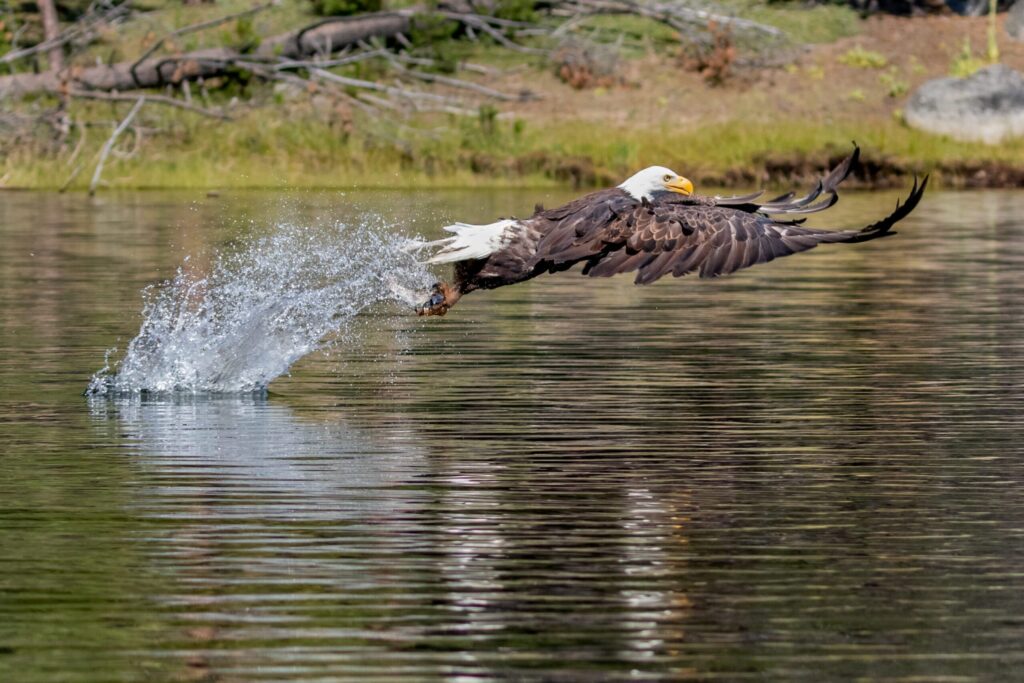 Reflections: The 2019 Photo Contest Winners