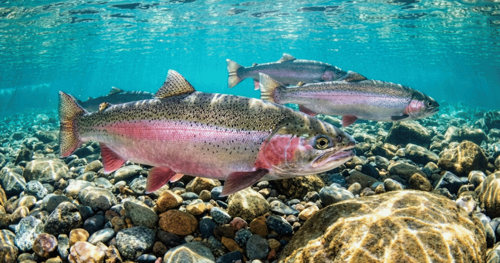 New Report Maps Out Blueprint for Klamath River Steelhead Recovery: Anglers Can Make That A Reality