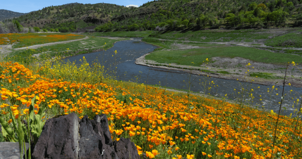 The Salmon Came Back: New Published Study Confirms Rapid Chinook Return in the Klamath River After the World’s Largest Dam Removal