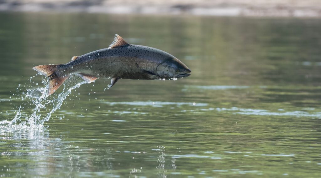 Without Federal Climate Action, California’s Wild Native Fish Face Almost Certain Extinction Events