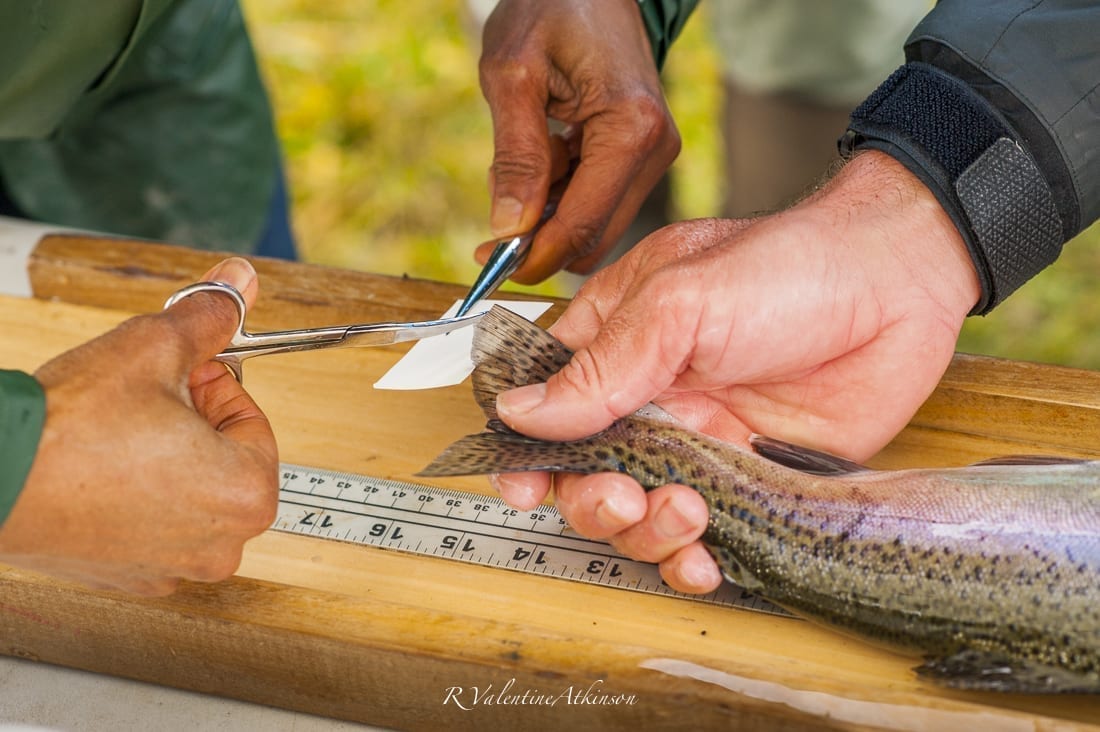 Tracking Genetics in the Fall River