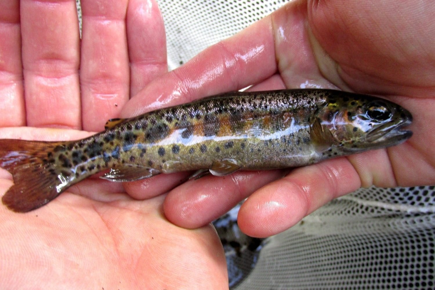 Native Rainbow Trout Sub-Population Expansion Plan