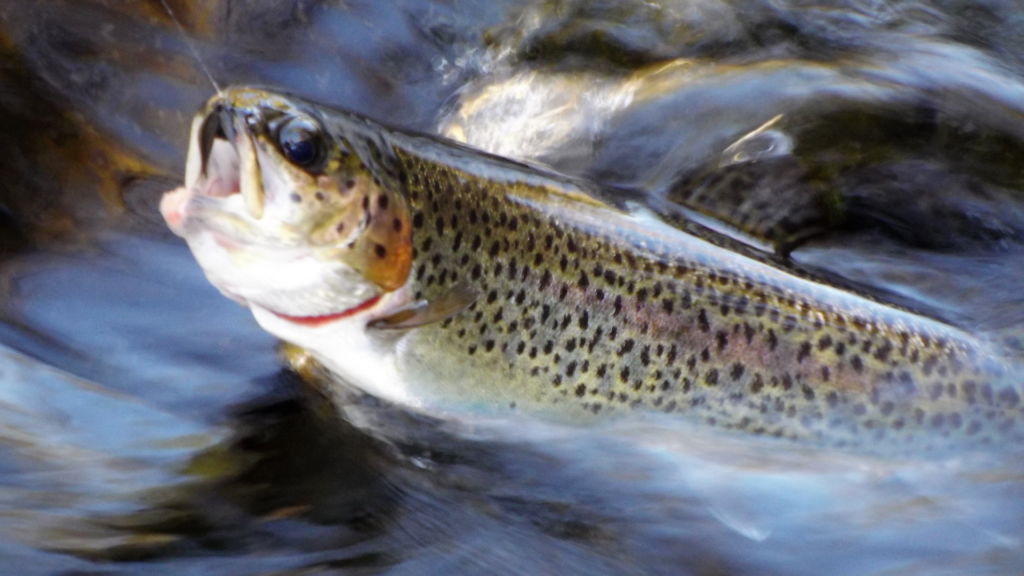 Riffles: CalTrout Films & More