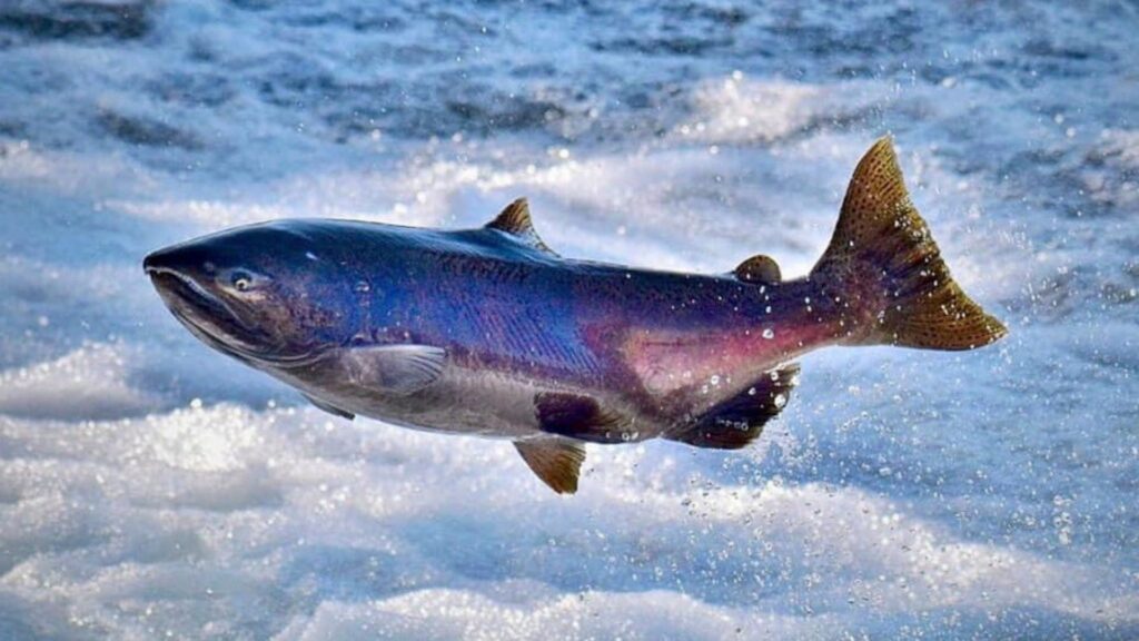 Supporting the Reintroduction of Sacramento Winter-run Chinook to the Battle Creek Watershed