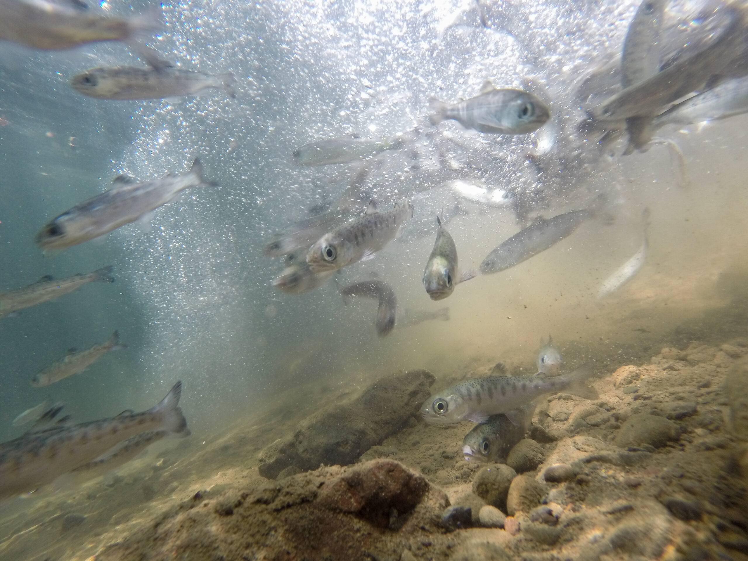 What the Science Says: Fish Eyes