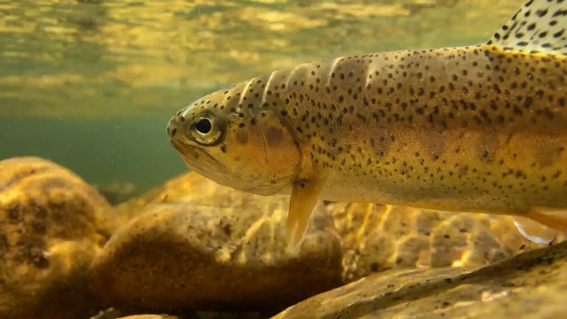 Craig’s Corner: Search for the Kern River Rainbow