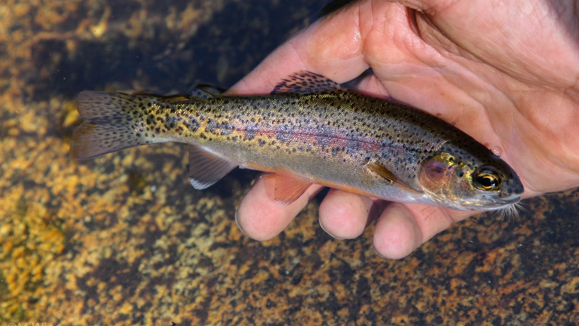 What the Science Says: Conservation of Inland Trout Populations in California