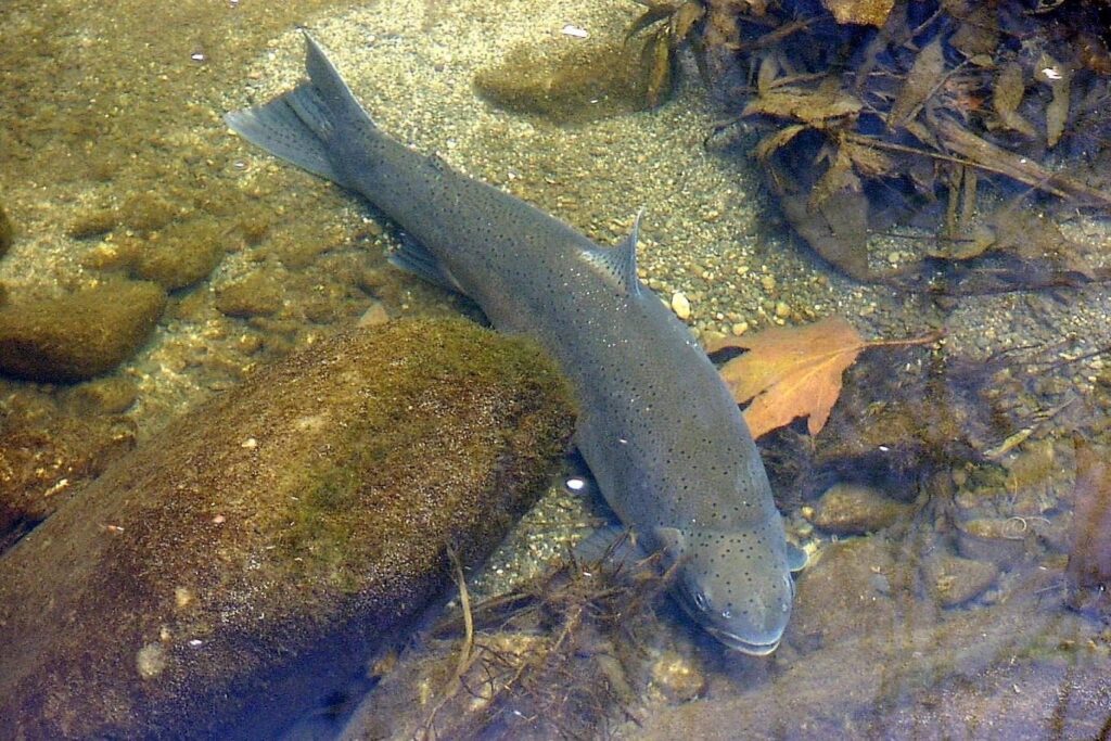 Spot Check: Southern California Steelhead