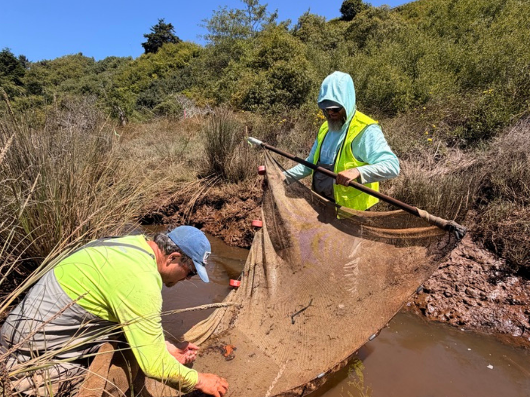 Workers use a seine net to relocate fish from a muddy channel during Elk River restoration construction
