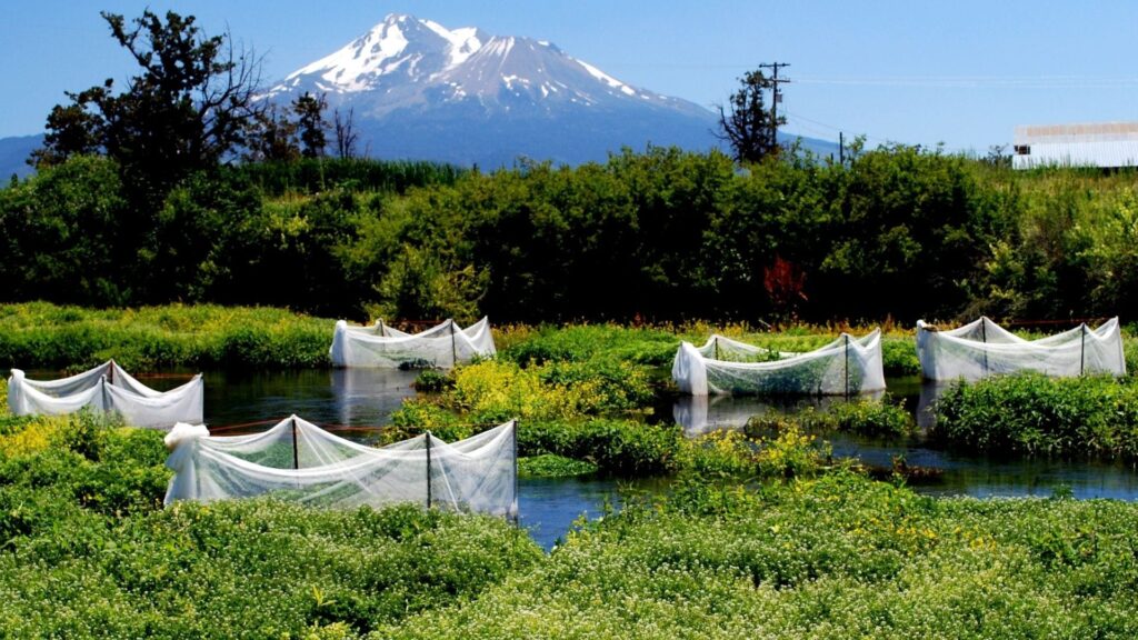 What the Science Says: Can Fish Eat Their Way Out of Climate Change?