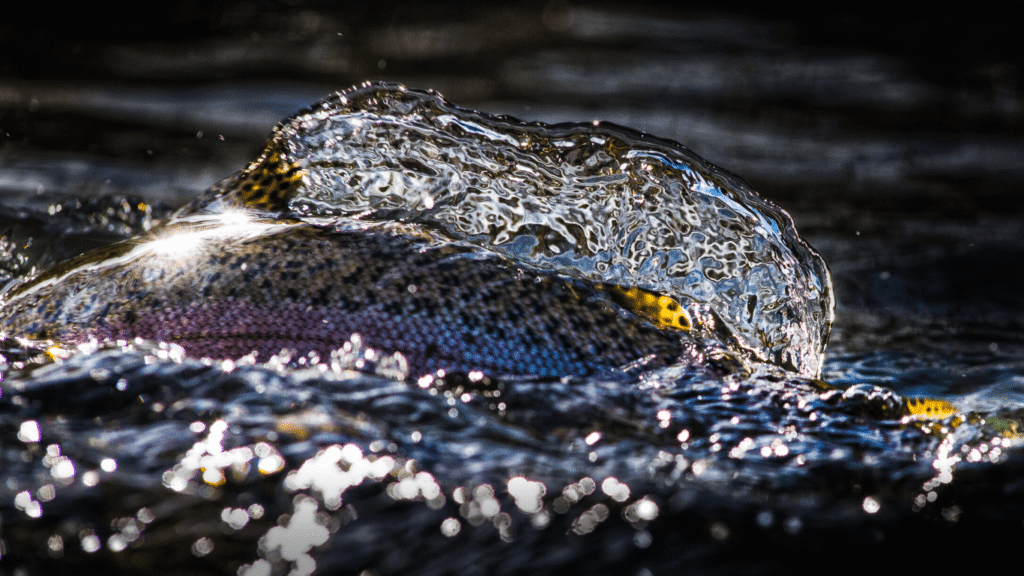 Tail Out – June 2020