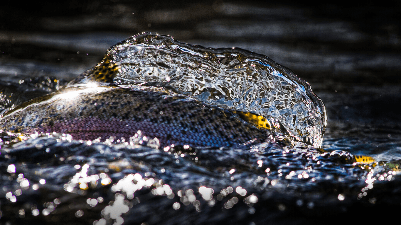 Tail Out – June 2020