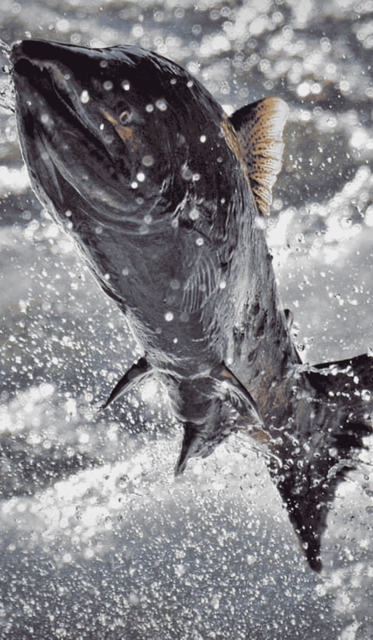 Salmon swimming through churning, foamy river water