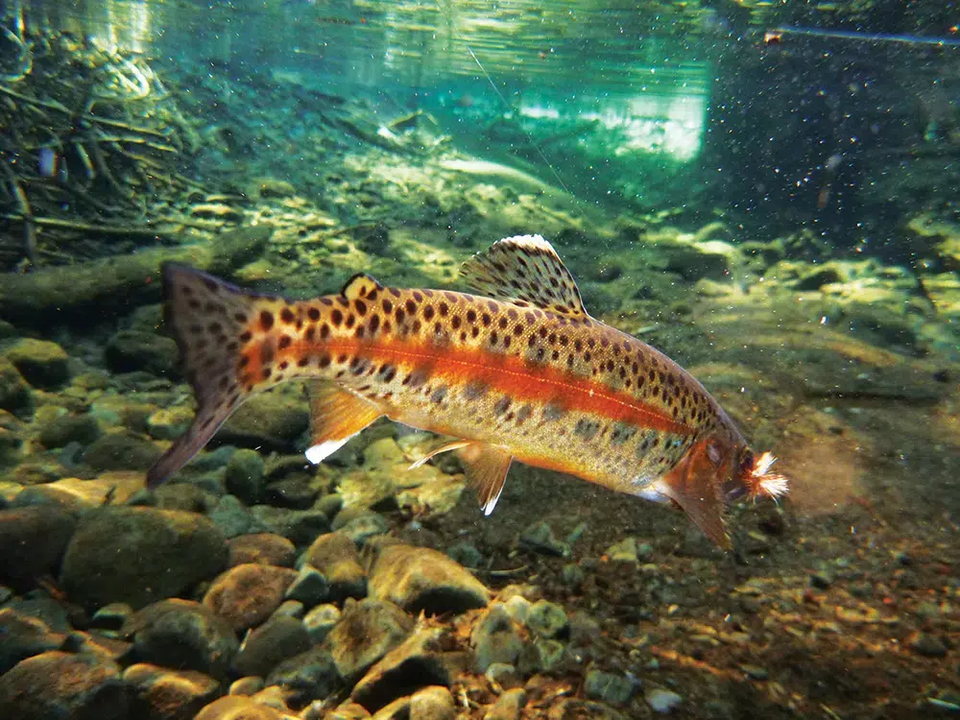 McCloud River Redband Trout Refuge Pool Enhancement