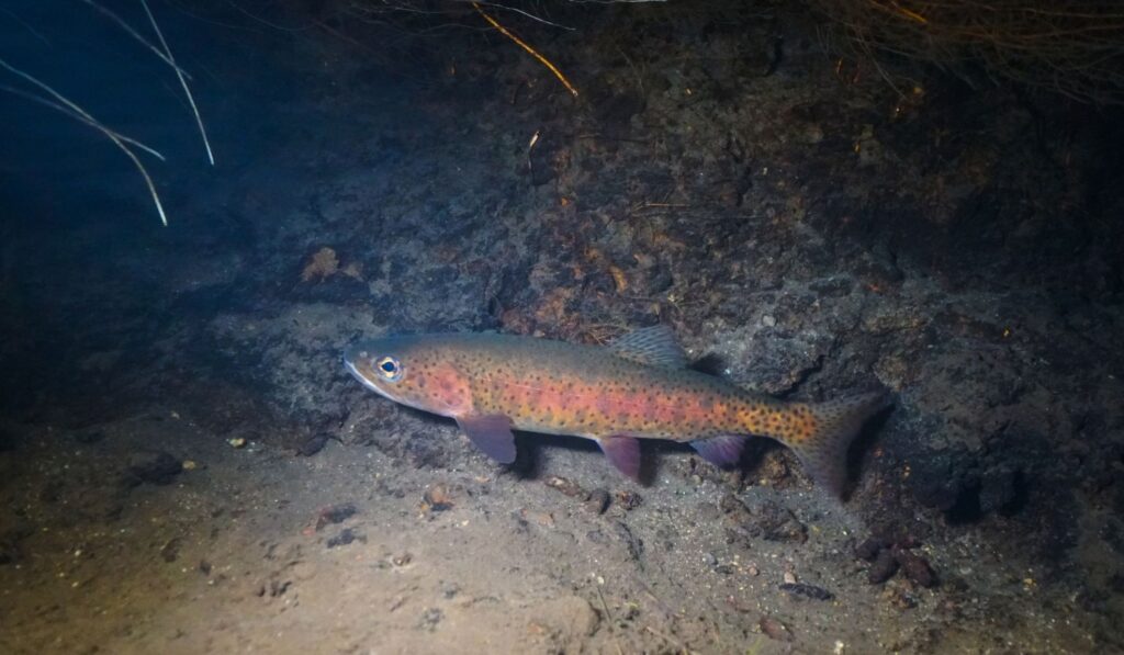 LCT, eastern sierra